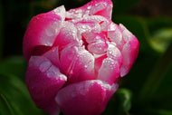Photo Wallpaper Tulip with morning dew in XL