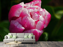 Load image into Gallery viewer, Photo Wallpaper Tulip with morning dew in XL
