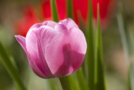 Photo Wallpaper Tulip pretty in pink