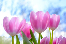 Load image into Gallery viewer, Photo Wallpaper Tulips in nature
