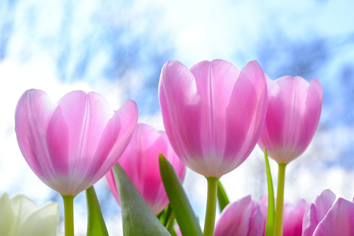 Photo Wallpaper Tulips in nature