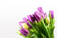 Photo Wallpaper Tulips in XL