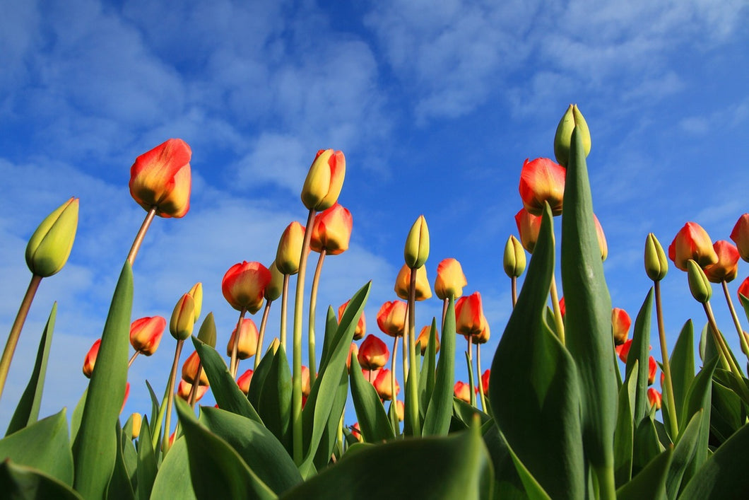 Photo Wallpaper Tulips tower to the sky