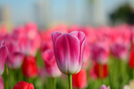 Photo Wallpaper Tulip field in pink-red