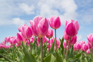 Photo Wallpaper Tulip field in pink