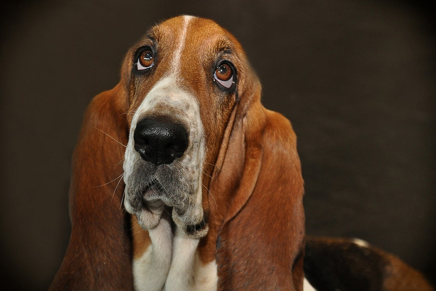 Photo Wallpaper Typical basset