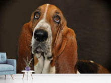 Load image into Gallery viewer, Photo Wallpaper Typical basset
