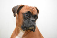Photo Wallpaper Typical boxer