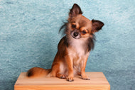 Photo Wallpaper Typical Chihuahua