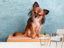Load image into Gallery viewer, Photo Wallpaper Typical Chihuahua
