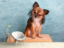 Load image into Gallery viewer, Photo Wallpaper Typical Chihuahua
