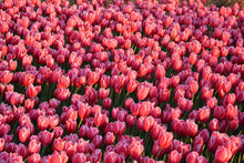Load image into Gallery viewer, Photo Wallpaper Lush tulip field
