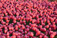 Photo Wallpaper Lush tulip field