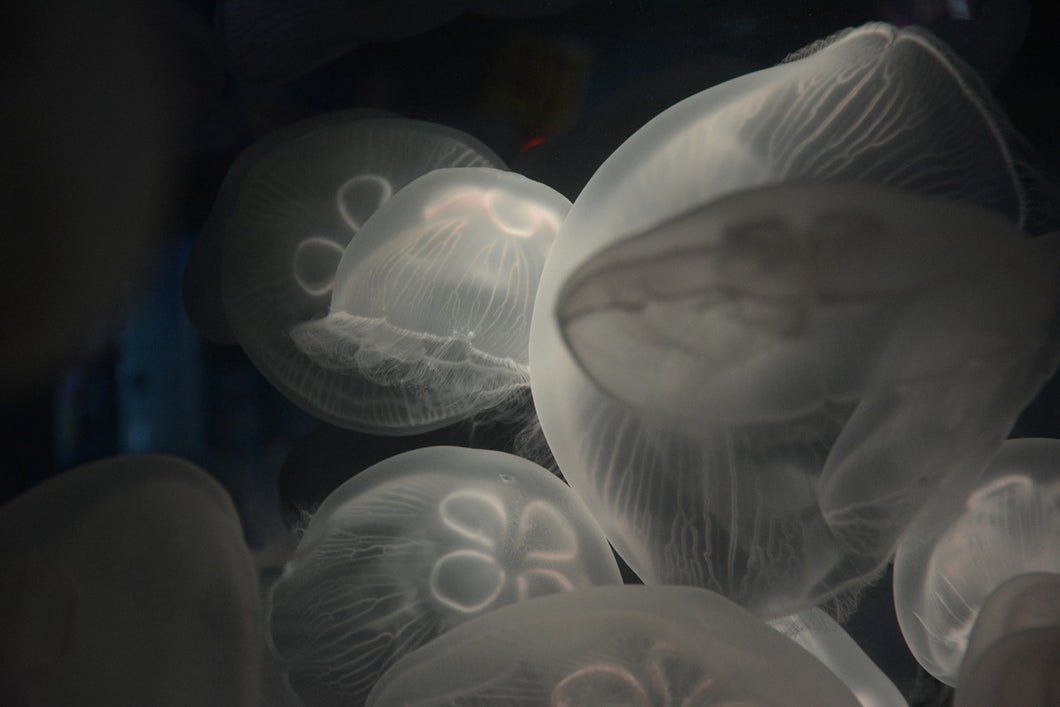 Photo Wallpaper Eerie jellyfish