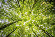 Photo Wallpaper Under the treetops