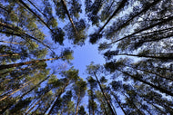 Photo Wallpaper Under high treetops