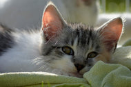 Photo Wallpaper In love with kitten