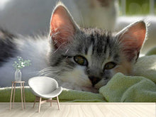 Load image into Gallery viewer, Photo Wallpaper In love with kitten

