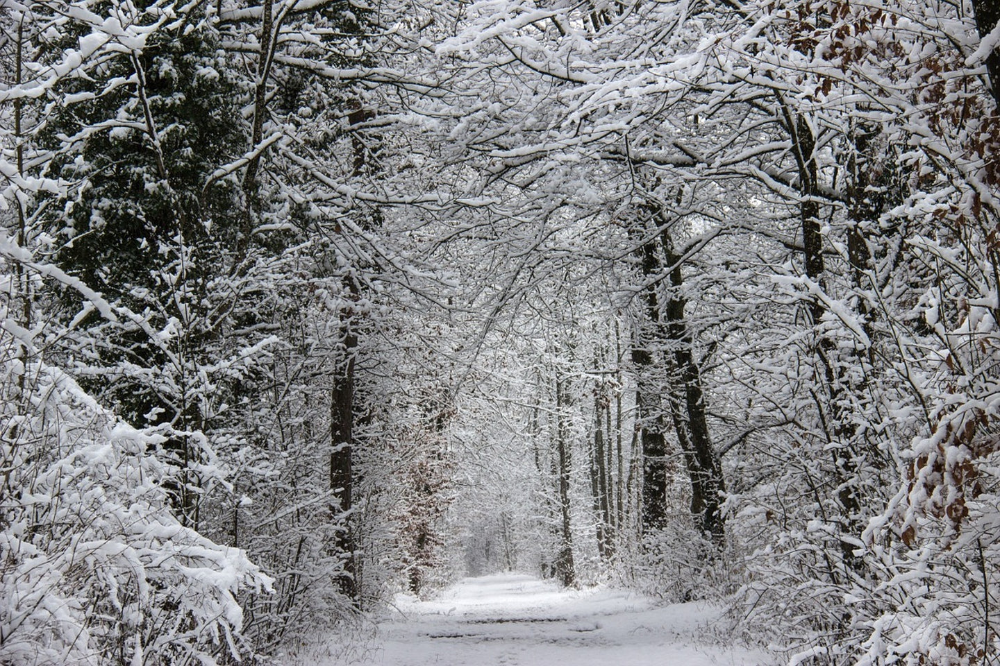 Photo Wallpaper Enchanted winter forest