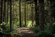 Photo Wallpaper Many trees