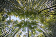 Photo Wallpaper Many treetops