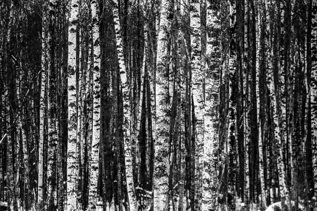 Photo Wallpaper Many birches XL