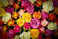 Photo Wallpaper Many colorful rose petals