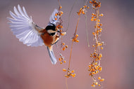 Photo Wallpaper Bird in action