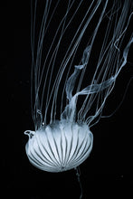 Load image into Gallery viewer, Photo Wallpaper Beware jellyfish
