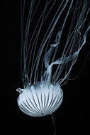 Photo Wallpaper Beware jellyfish