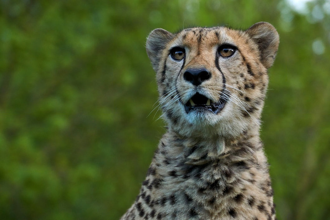 Photo Wallpaper Watchful cheetah