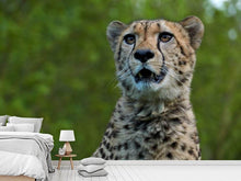 Load image into Gallery viewer, Photo Wallpaper Watchful cheetah
