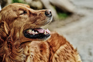 Photo Wallpaper Watchful Irish setter