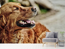 Load image into Gallery viewer, Photo Wallpaper Watchful Irish setter
