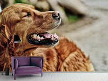 Load image into Gallery viewer, Photo Wallpaper Watchful Irish setter
