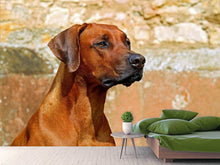 Load image into Gallery viewer, Photo Wallpaper Watchful Rhodesian Ridgeback
