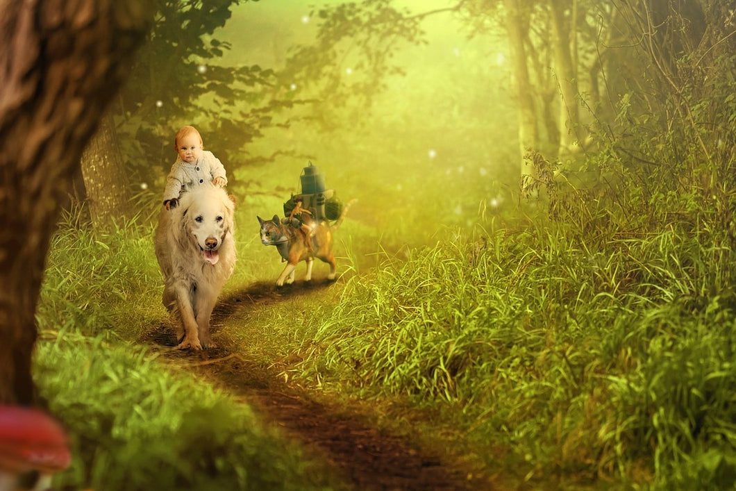 Photo Wallpaper Forest excursion