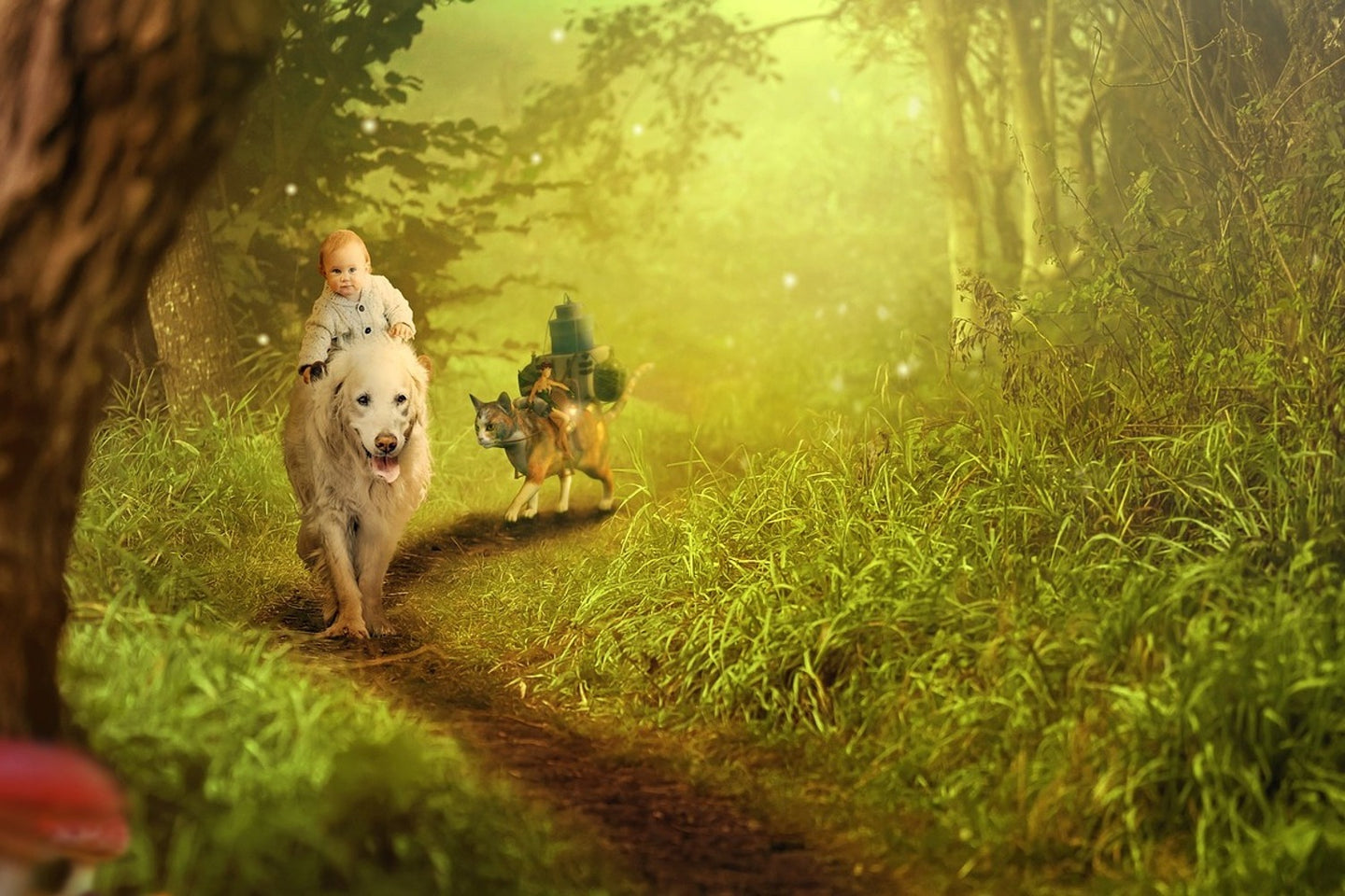 Photo Wallpaper Forest excursion