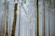 Photo Wallpaper Forest in winter