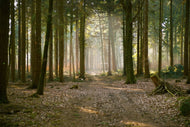 Photo Wallpaper Forest run