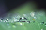 Photo Wallpaper Drops of water in XXL
