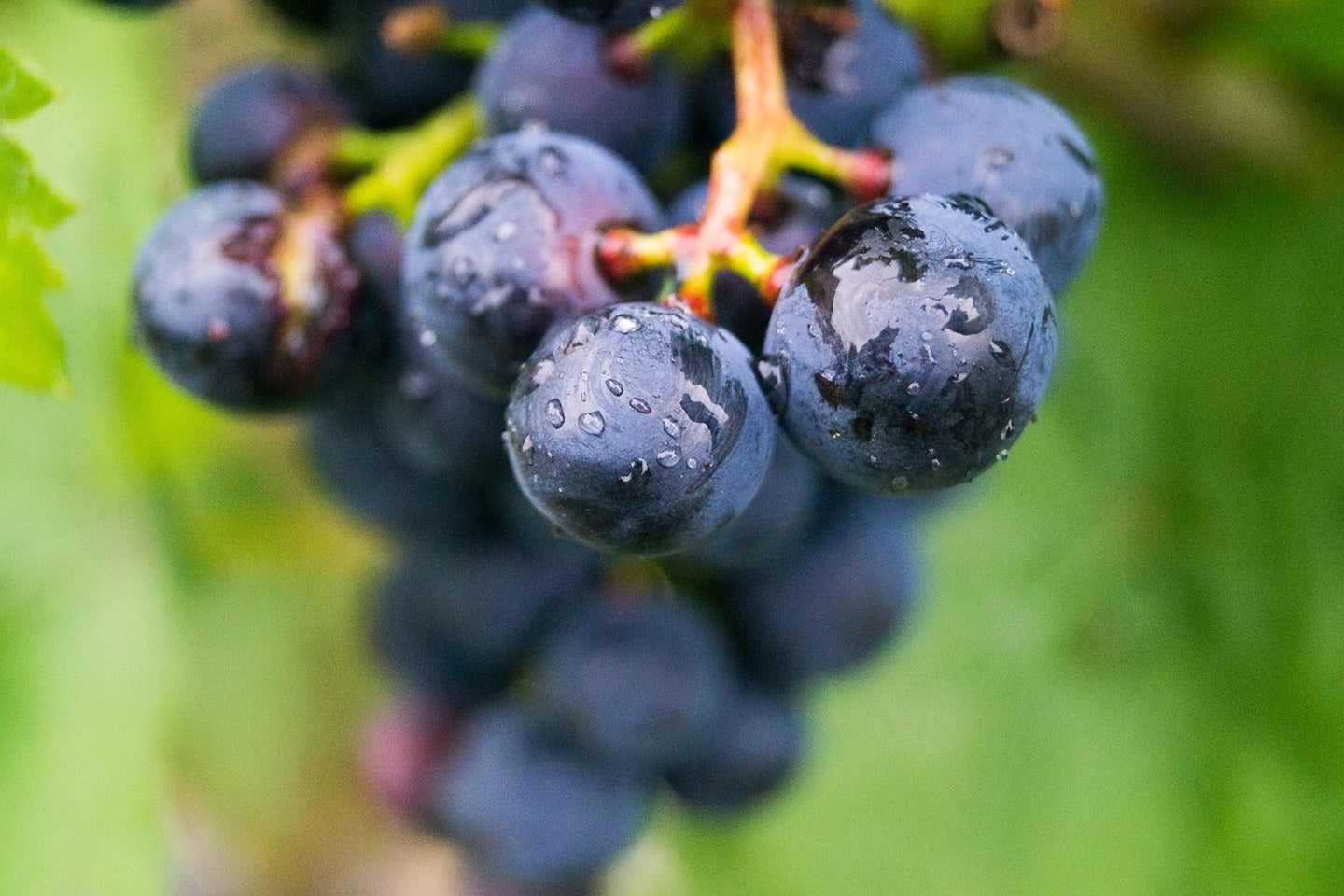 Photo Wallpaper grapes
