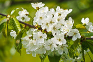 Photo Wallpaper White flowers in XL