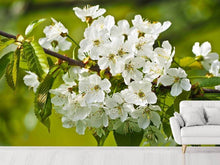 Load image into Gallery viewer, Photo Wallpaper White flowers in XL
