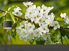 Load image into Gallery viewer, Photo Wallpaper White flowers in XL
