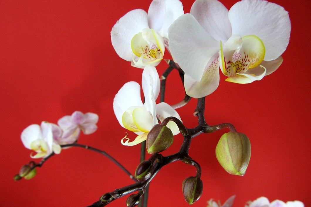 Photo Wallpaper White orchids on red wall