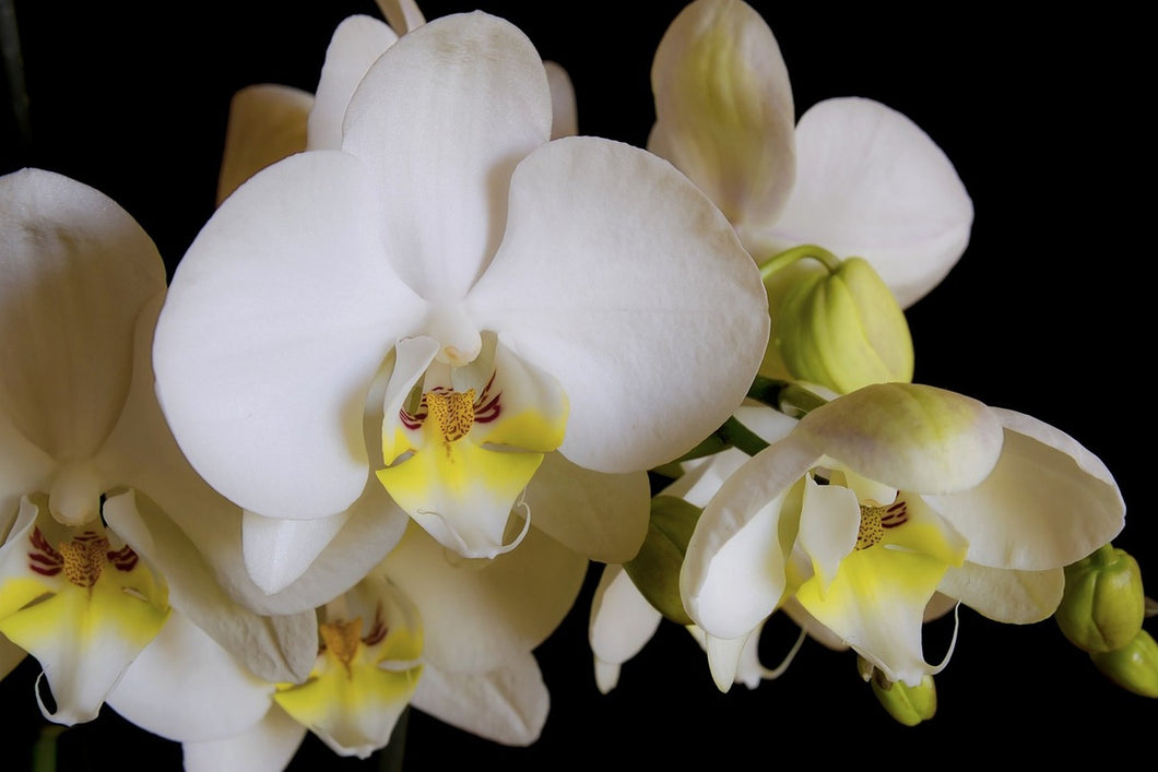 Photo Wallpaper White orchids in bloom