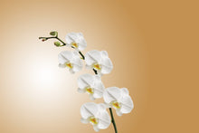 Load image into Gallery viewer, Photo Wallpaper White orchids XL

