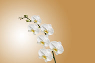 Photo Wallpaper White orchids XL