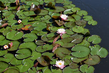 Load image into Gallery viewer, Photo Wallpaper White water lilies in the pond
